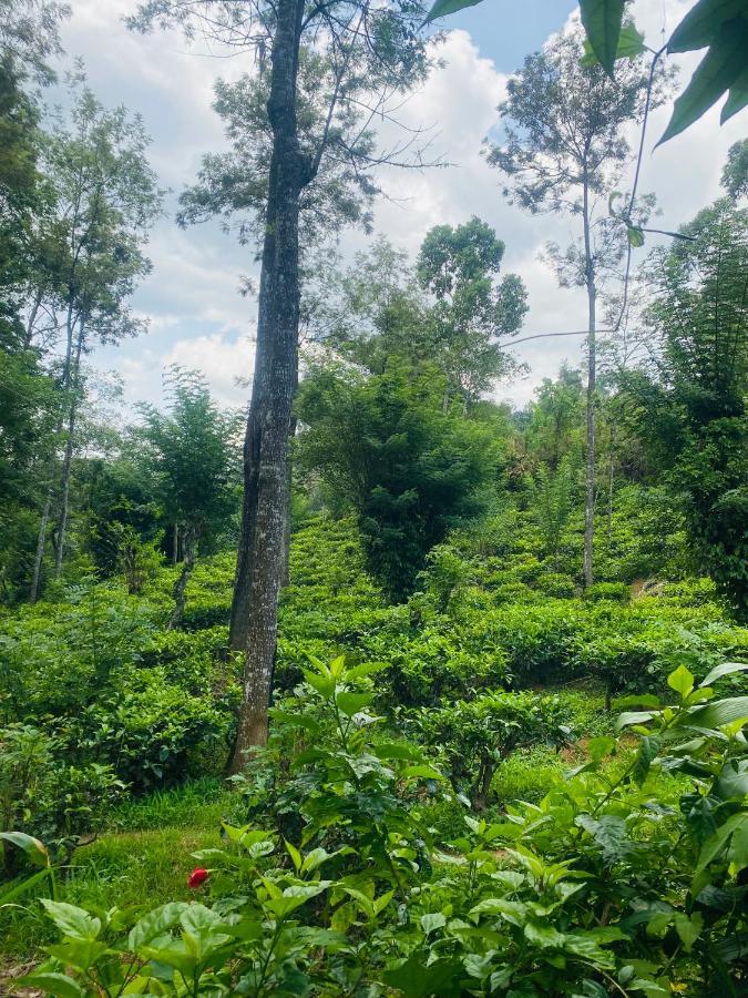 Treetops Ella Ngoại thất bức ảnh